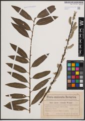 Foto von Salix cinerea L. x Salix viminalis L.